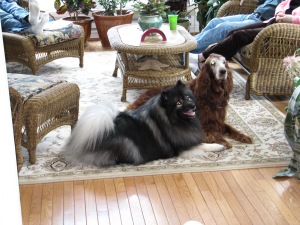 Clancy enjoying an outing at a family gathering and hanging out with a friend's dog. A well-behaved dog is often welcomed into friends and family's homes.